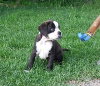 Nemecký boxer