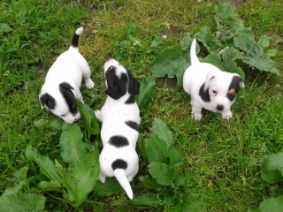 Predám krásne šteniatka Jack russell terier