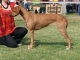 Šteniatka Rhodesian Ridgeback s PP