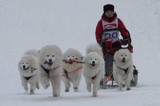 Prodám SAMOJED štěňátka s PP