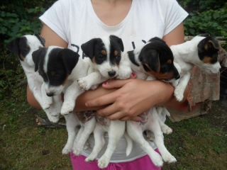 Predám šteniatka Jack Russel teriera