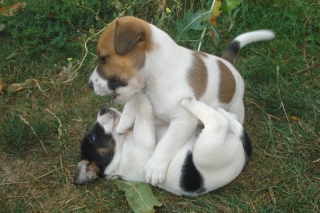 steniatka jack russel terier