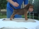 IRISH TERRIER