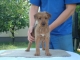 IRISH TERRIER