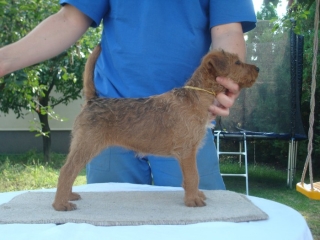 IRISH TERRIER