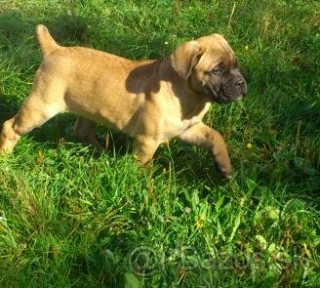 cane corso s PP