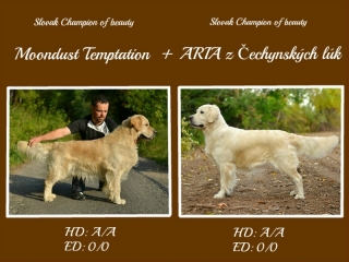 Šteniatka Golden Retriever s PP