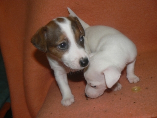 Jack Russel Terier