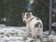 sibirsky husky