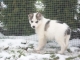 sibirsky husky