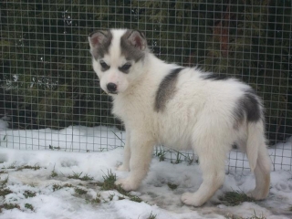 sibirsky husky