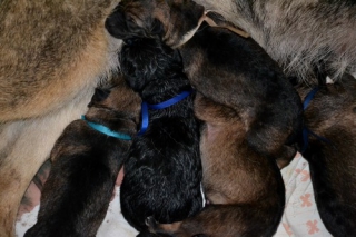 Prodám štěňata NO s PP – Puppies for sale