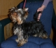 YORKSHIRE TERRIER