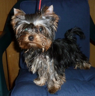 YORKSHIRE TERRIER