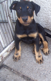 Beauceron - Francúzsky ovčiak - šteniatko