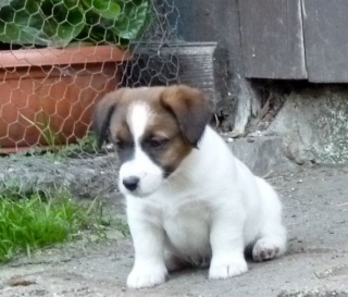 Jack Russel Terier