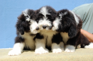 Bearded collie šteniatka