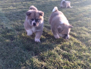 Predam Akita inu japonska akita hachiko