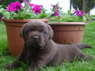 Labradorský retriever s PP-černá a tmavě čoko šť.