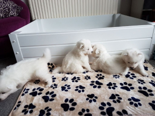 Rodokmeň Samoyed Pups