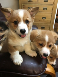 Nádherné šteniatka Pembroke Welsh Corgi sú pripravené.