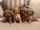 predam-cistokrvne-steniatka-cavapoo