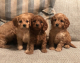 predam-cistokrvne-steniatka-cavapoo