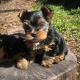 Yorkie puppies for sale