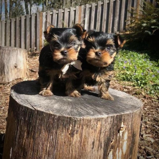 Yorkie puppies for sale