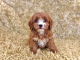 krasne-steniatka-cavapoo