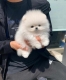 pomeranian mini socializované.